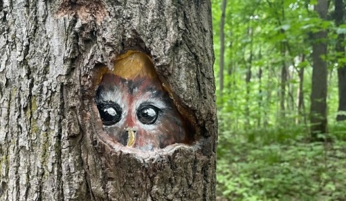 Художники-волонтеры украсили деревья в Битцевском лесу