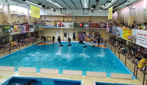Воспитанники «Каховских ромашек» посетили дельфинарий