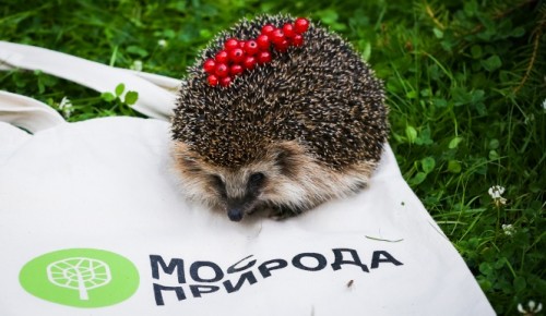 Места обитания ежей на природных территориях ЮЗАО отметили на карте