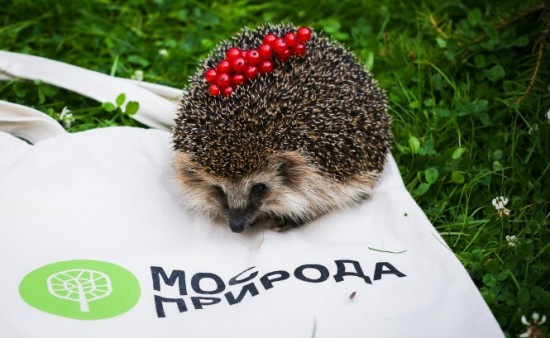 Места обитания ежей на природных территориях ЮЗАО отметили на карте