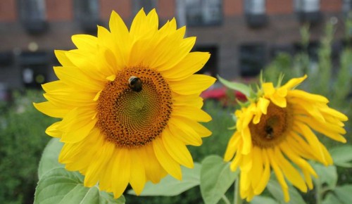 Жителей ЮЗАО ждет потепление к концу недели