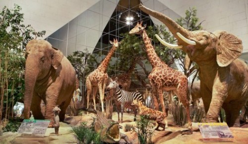 Пользователи «Активного гражданина» назвали Дарвиновский музей самым интересным местом для посещения с детьми