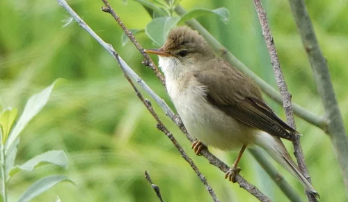 Специалисты Мосприроды рассказали о камышевках в Битцевском лесу