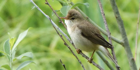 Специалисты Мосприроды рассказали о камышевках в Битцевском лесу
