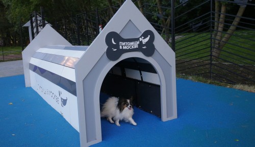 Площадка для выгула собак в Ясеневе участвует в голосовании на «Активном гражданине»