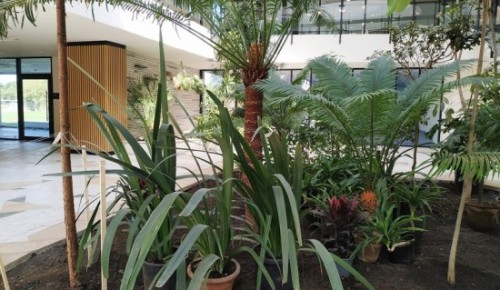 Большая часть растений зимнего сада Московского дворца пионеров вернулась домой