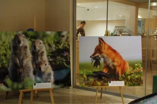 Экоцентры ЮЗАО подготовили лекцию, экскурсию и квест к Дню города