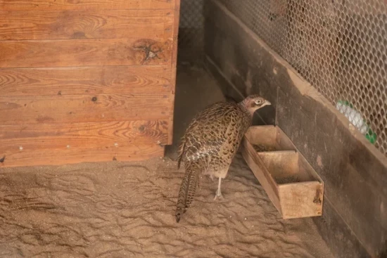 Мосприрода приглашает посетить вольерный комплекс в Битцевском лесу