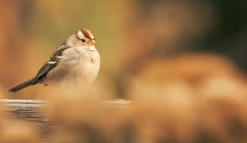 Жители Северного Бутова могут принести корм для птиц и животных в экоцентр «Лесная сказка» 