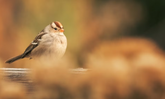 Жители Северного Бутова могут принести корм для птиц и животных в экоцентр «Лесная сказка» 