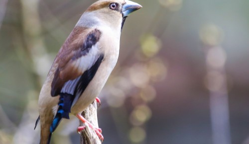 В экоцентре «Битцевский лес» рассказали о птице дубонос