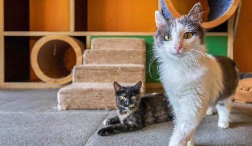 Животных из приютов пристроят в добрые руки на Черемушкинском рынке