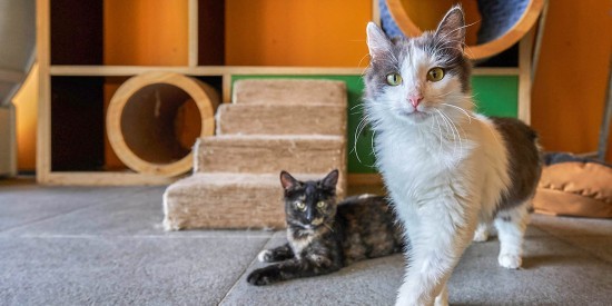 Животных из приютов пристроят в добрые руки на Черемушкинском рынке