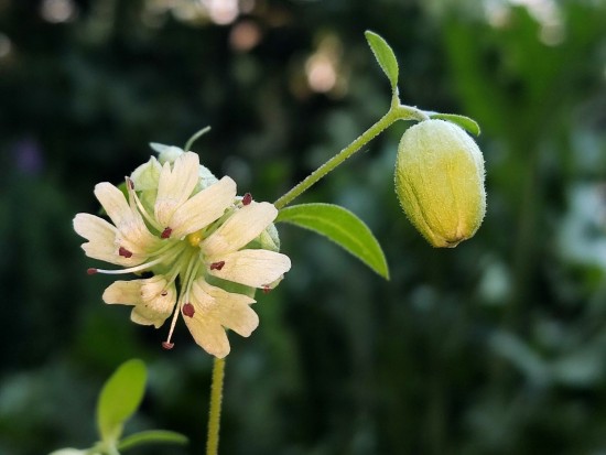 В Ботаническом саду Дворца пионеров цветет волдырник ягодный