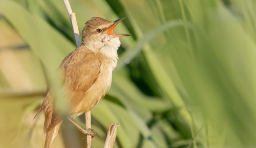 Экоцентр «Битцевский лес» проведет мероприятия в рамках Евразийского учета птиц с 30 сентября по 2 октября 