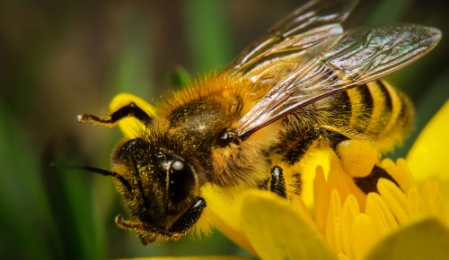 В заказнике «Тёплый Стан» 3 октября проведут экскурсию «В мире пчёл»