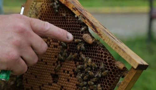 Интеллектуальный квест «Пчелиная девятина» организуют на природных территориях ЮЗАО