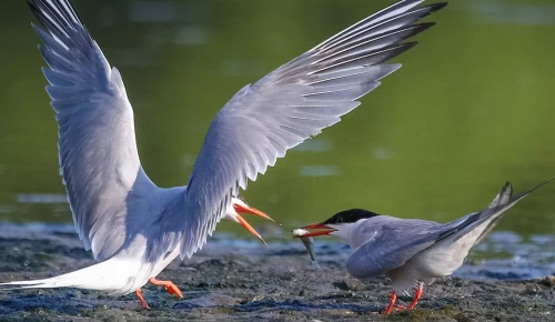 Мосприрода рассказала о сизых чайках на природных территориях ЮЗАО
