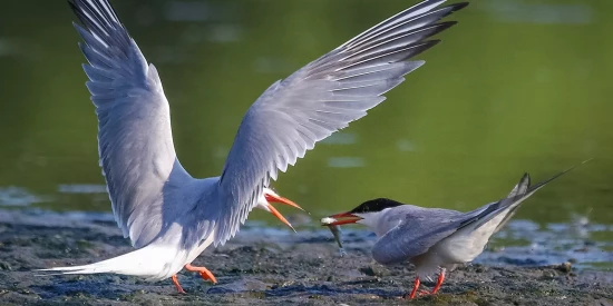 Мосприрода рассказала о сизых чайках на природных территориях ЮЗАО