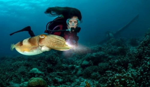 Дарвиновский музей открыл двери для гостей фестиваля «Дикий подводный мир»