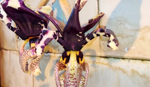 В Ботаническом саду Дворца пионеров одновременно зацвели две орхидеи