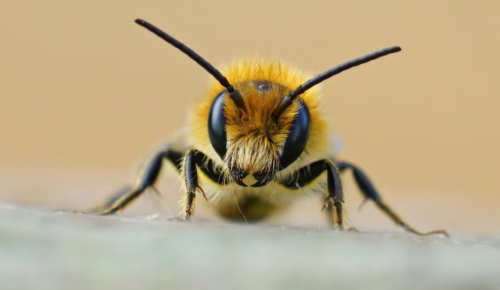 В Битцевском лесу пройдет квест «Пчелиная семейка» 5 октября
