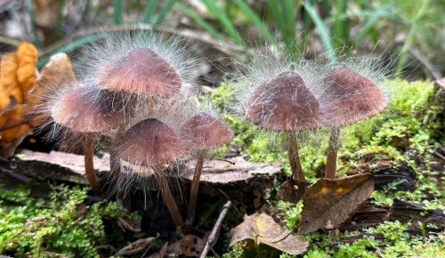 В экоцентре «Воробьевы горы» рассказали о грибе с «прической»