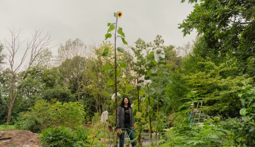 Подсолнух-гигант из Ботанического сада Дворца пионеров