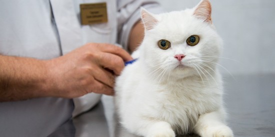 В Теплом Стане 14 октября откроется временный пункт вакцинации животных от бешенства