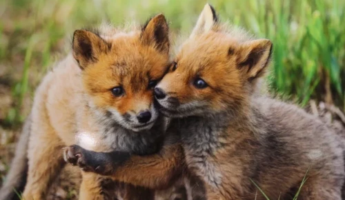 Экоцентры ЮЗАО подготовили квесты, экскурсии и мастер-классы