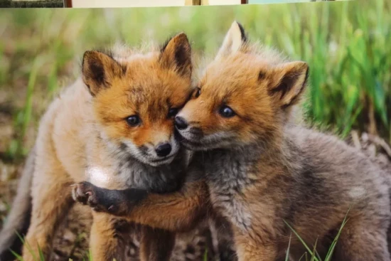 Экоцентры ЮЗАО подготовили квесты, экскурсии и мастер-классы