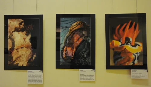 Выставка подводной фотографии в Дарвиновском музее