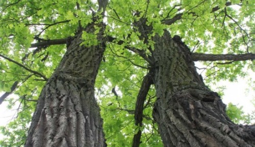 Спасатели помогли заблудившемуся в Бутовском лесопарке мужчине