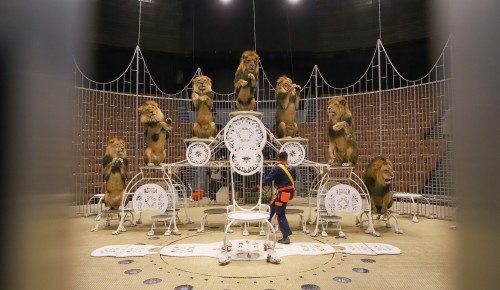 Репетиция со львами в Цирке на Проспекте Вернадского