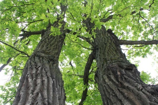 Спасатели помогли заблудившемуся в Бутовском лесопарке мужчине