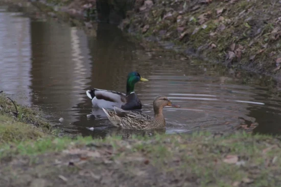 В Воронцовском парке пройдет бесплатная экскурсия в сопровождении ботаника