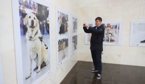 Собаки-поводыри в московском метрополитене
