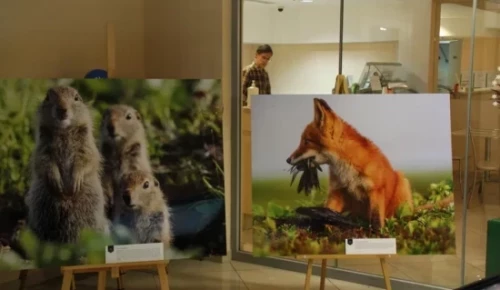 Экоцентр «Битцевский лес» организует квесты к Дню народного единства