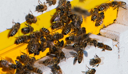 Пчелы на пасеке в парке «Битцевский лес» спрятались до весны