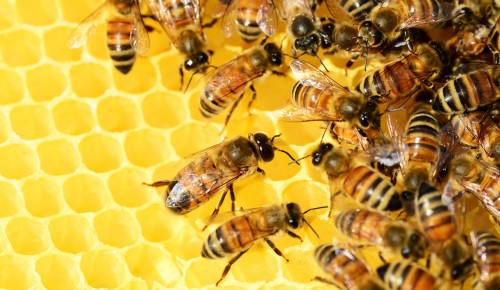 На пасеке в заказнике «Теплый Стан» пчелы спрятались до весны