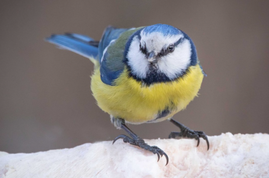 В экоцентре «Лесная сказка» пройдет тематическая программа «Птица-синица» 19 ноября