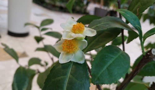 Чайный куст расцвел в зимнем саду Московского дворца пионеров