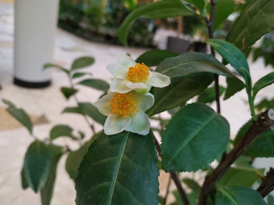 Чайный куст расцвел в зимнем саду Московского дворца пионеров