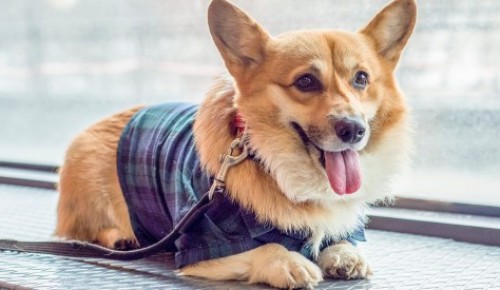 В Ломоносовском районе грумер научит делать питомцам креативные стрижки