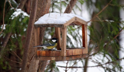 В Битцевском лесу пройдет орнитологическая прогулка