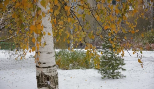Небольшой снег ждет жителей ЮЗАО в выходные