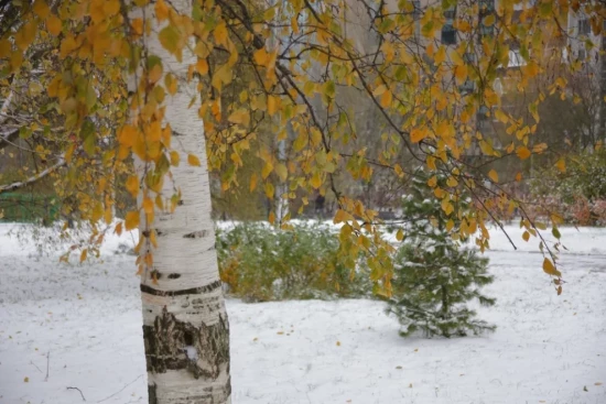 Небольшой снег ждет жителей ЮЗАО в выходные