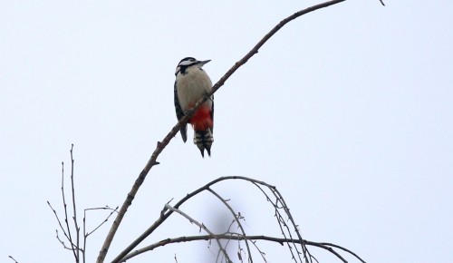 Экоцентр «Лесная сказка» принимает угощения и кормушки для птиц