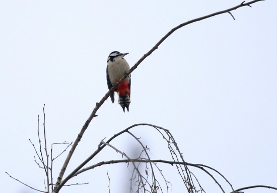Экоцентр «Лесная сказка» принимает угощения и кормушки для птиц