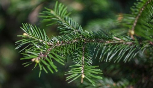 Жители Северного Бутова могут проголосовать за пункты приема новогодних елок